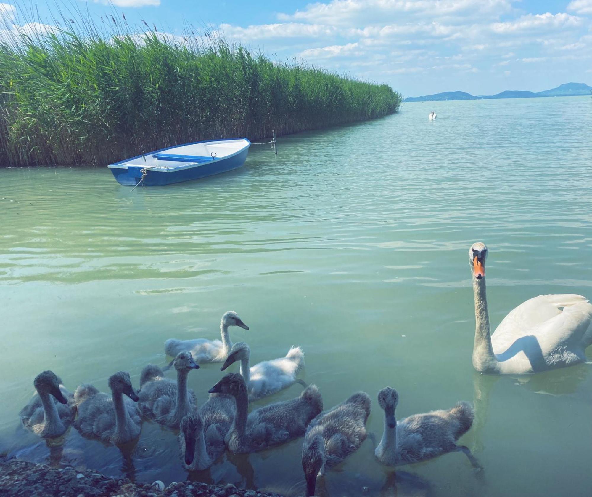 Balaton A Kertben - Balaton In The Garden - Beachfront Houses With Beautiful View, Private Beach Balatonfenyves Luaran gambar